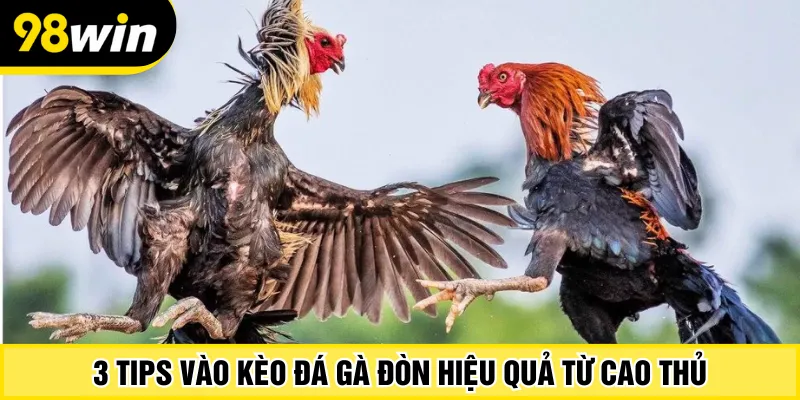 3 tips vào kèo đá gà đòn hiệu quả từ cao thủ