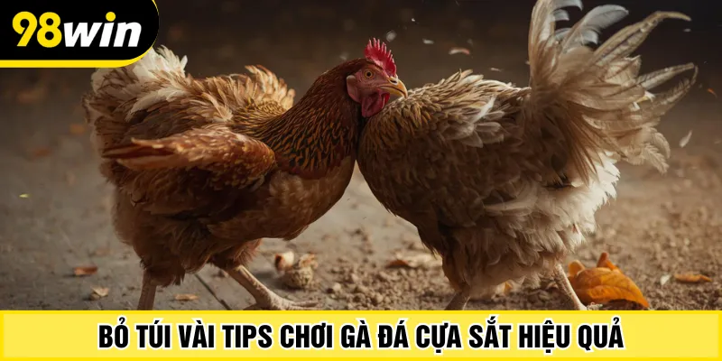 Bỏ túi vài tips chơi gà đá cựa sắt hiệu quả