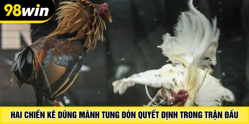 Hai chiến kê dũng mãnh tung đòn quyết định trong trận đấu