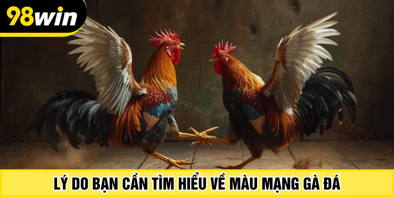 Lý do bạn cần tìm hiểu về màu mạng gà đá
