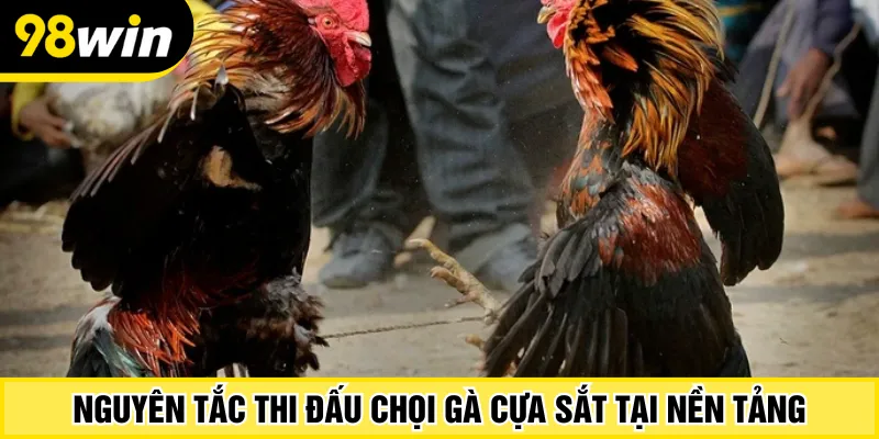 Nguyên tắc thi đấu chọi gà cựa sắt tại nền tảng