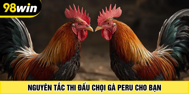 Nguyên tắc thi đấu chọi gà Peru cho bạn