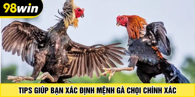Tips giúp bạn xác định mệnh gà chọi chính xác