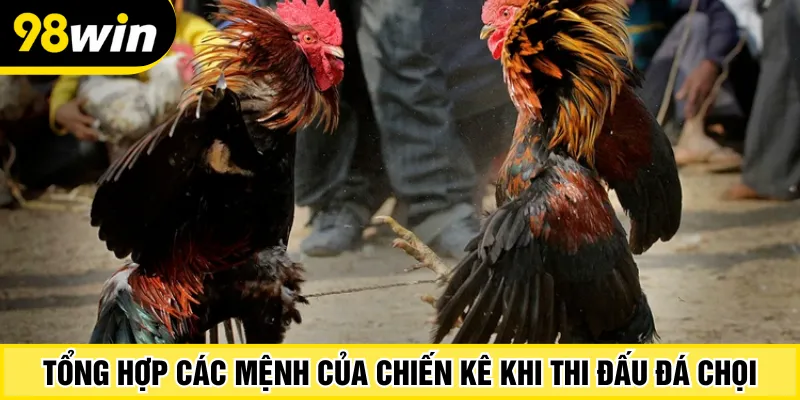 Tổng hợp các mệnh của chiến kê khi thi đấu đá chọi