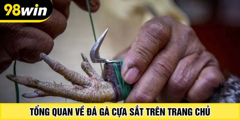 Tổng quan về đá gà cựa sắt trên trang chủ