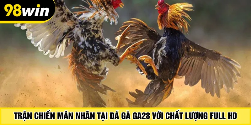 Trận chiến mãn nhãn tại đá gà GA28 với chất lượng full hd